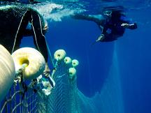 Eyewitness account of Sea Shepherd Action in Med, Saves 800 Endangered Tuna 